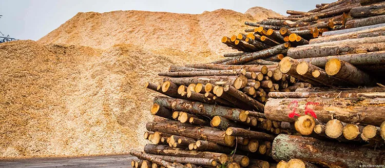 EU weighs up future of wood-burning as renewable energy